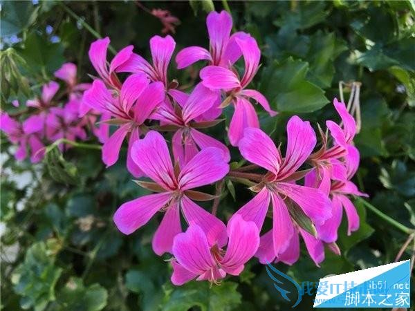 iPhone6s Plus与三星S6 Edge+相比哪个像素更加的好?