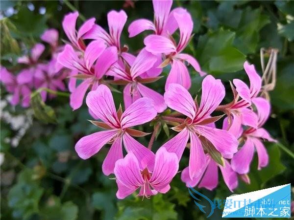 iPhone6s Plus与三星S6 Edge+相比哪个像素更加的好?