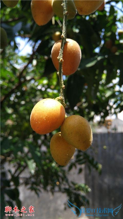 努比亚Z9手机在长期使用下的评价