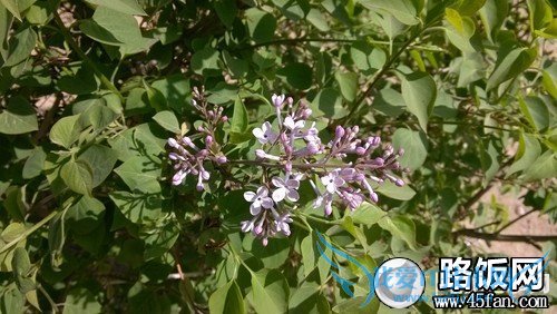 1300万像素F2.2光圈 32GB版小米2S评测