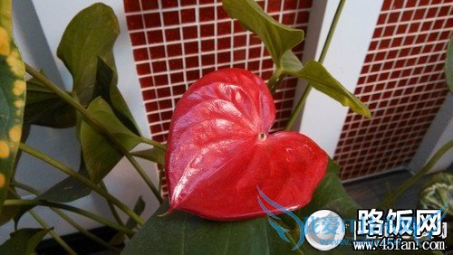 1300万像素F2.2光圈 32GB版小米2S评测