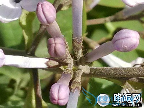 1300万像素F2.2光圈 32GB版小米2S评测