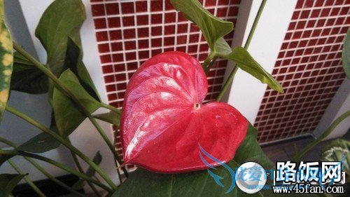 1300万像素F2.2光圈 32GB版小米2S评测