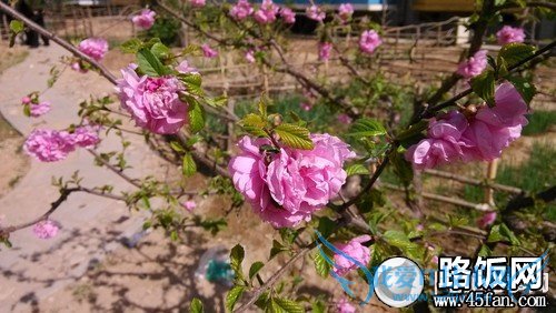 1300万像素F2.2光圈 32GB版小米2S评测