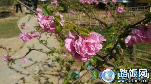 1300万像素F2.2光圈 32GB版小米2S评测