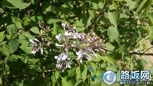 1300万像素F2.2光圈 32GB版小米2S评测