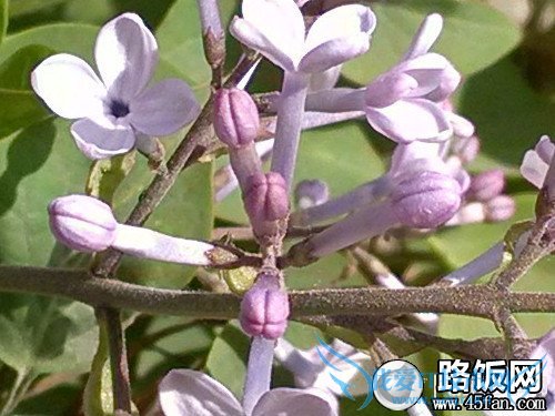 1300万像素F2.2光圈 32GB版小米2S评测