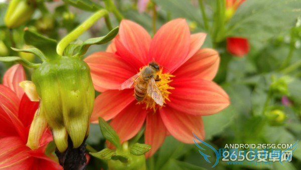 һLG G4ϸƵ˽LG G4ֻ