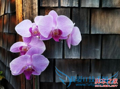 nexus6pnote5ĸֻܸӵĺã