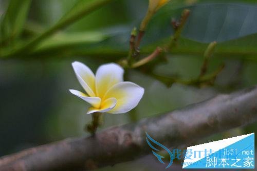 用单反摄影构图的技巧有哪些?