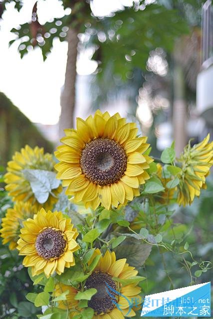 用单反摄影构图的技巧有哪些?