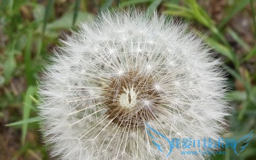 OPPO R7手机拍照效果好不好?