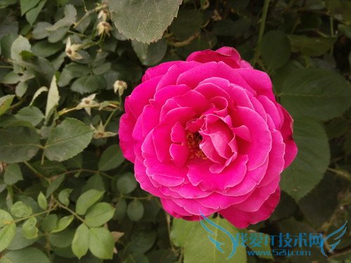 OPPO R7手机拍照效果好不好?