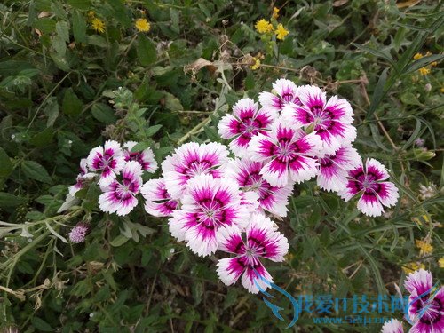 OPPO R7手机拍照效果好不好?