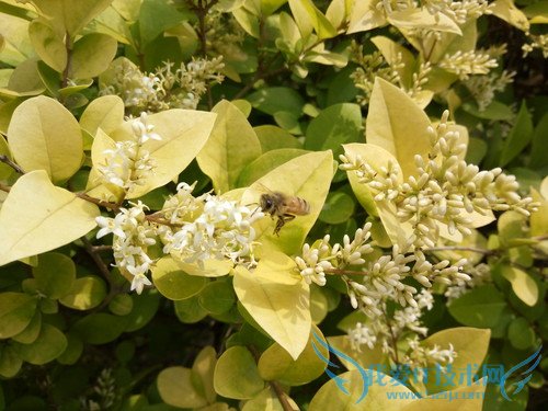 OPPO R7手机拍照效果好不好?