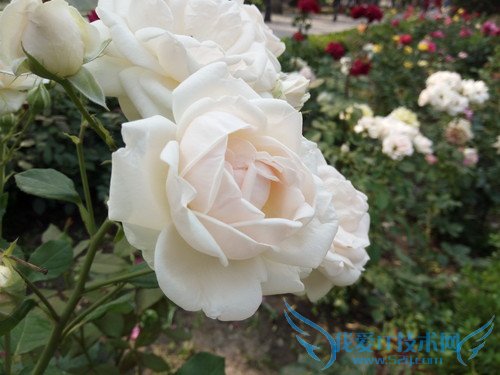 OPPO R7手机拍照效果好不好?