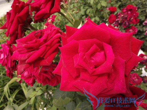 OPPO R7手机拍照效果好不好?