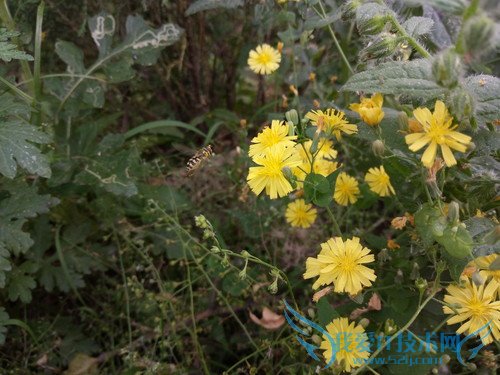 OPPO R7手机拍照效果好不好?