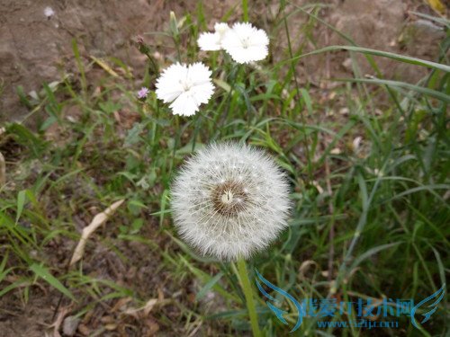 OPPO R7手机拍照效果好不好?