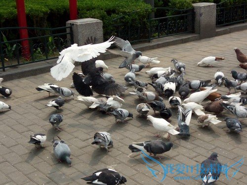 OPPO R7手机拍照效果好不好?