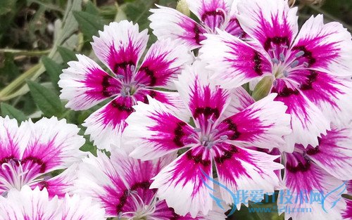 OPPO R7手机拍照效果好不好?