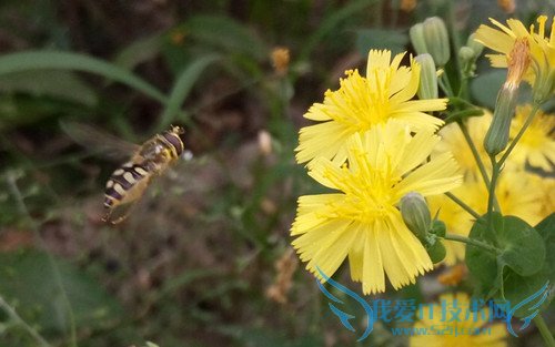 OPPO R7手机拍照效果好不好?