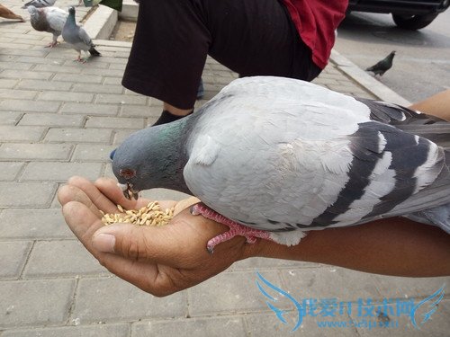 OPPO R7手机拍照效果好不好?