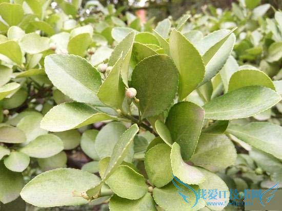 红米Note2高配版手机的全性能评测