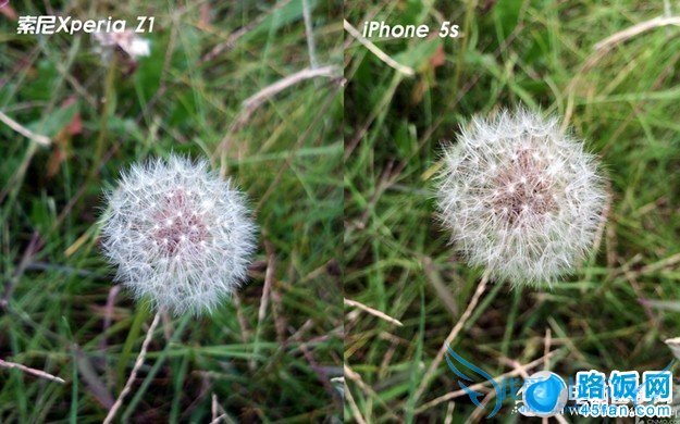 Xperia Z1与iPhone 5S极限微距拍照样张对比