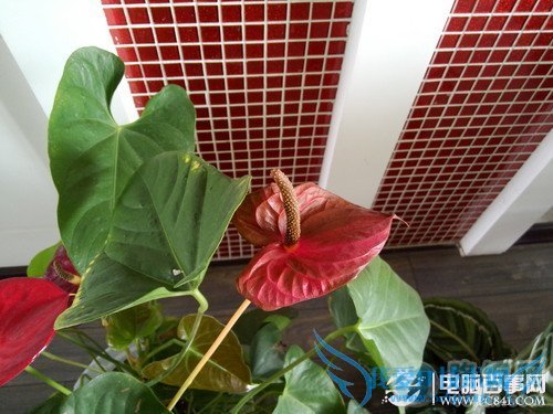 OPPO R809Tô ĺOPPO R809T