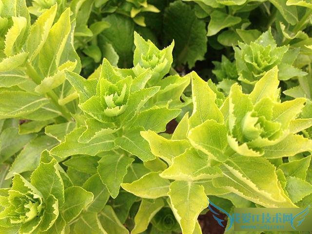 魅蓝Note2手机怎么样?亲身体验魅蓝Note2手机