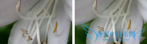 魅蓝2及魅蓝note2手机拍照像素的全面对比