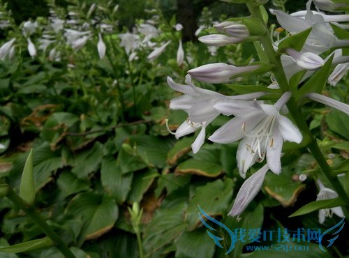 魅蓝2及魅蓝note2手机拍照像素的全面对比