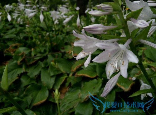 魅蓝2及魅蓝note2手机拍照像素的全面对比