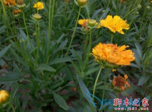 魅蓝note2手机的全面检测及评估