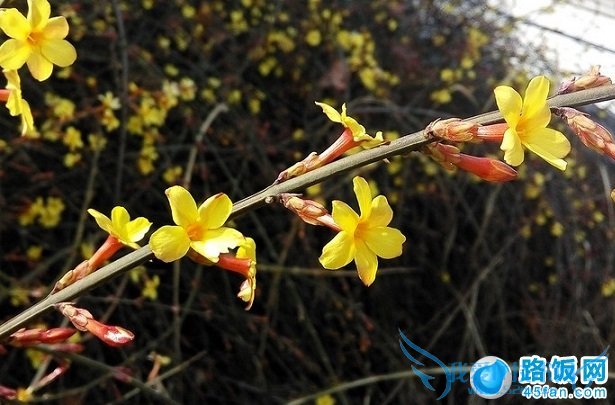 nibiru H1手机微距拍照样张图片