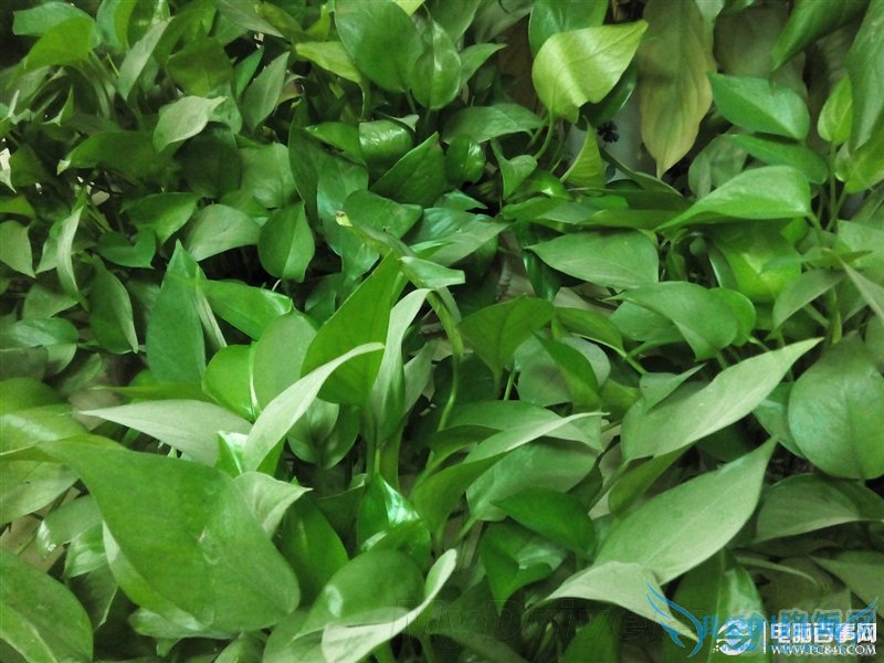 步步高Vivo X3完全评测:极致Hifi,全球最薄