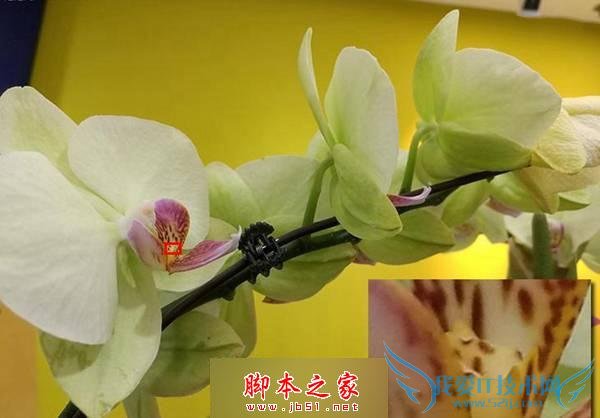 如何能够在华为Mate8和华为Mate7之间做出选择?