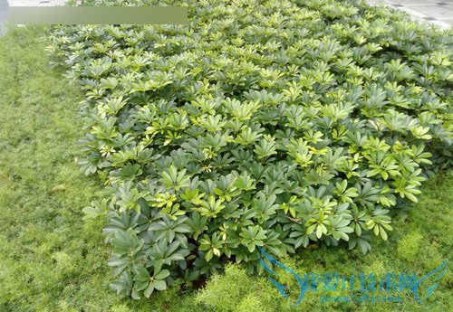 TCL onoֻô599ԪTCL onoֻ