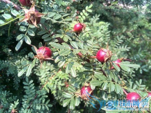 6.18毫米最薄四核 华为Ascend P6评测