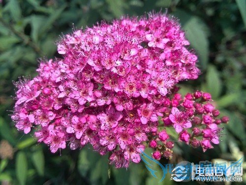 6.18毫米最薄四核 华为Ascend P6评测