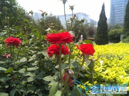 6.18毫米最薄四核 华为Ascend P6评测