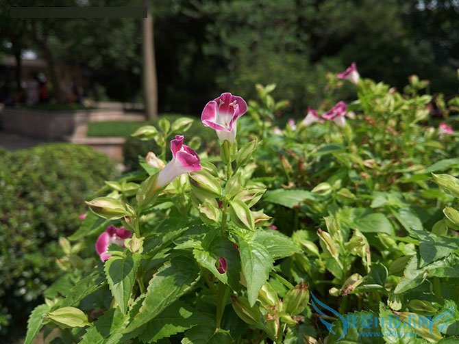 金立E8手机怎么样?号称手机中的显微镜