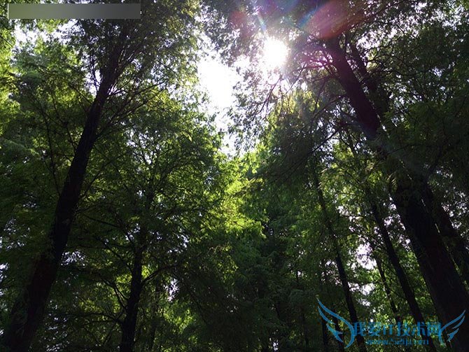 金立E8手机怎么样?号称手机中的显微镜