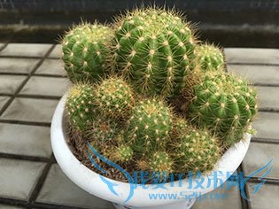 金立E8手机怎么样?号称手机中的显微镜