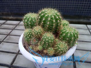 金立E8手机怎么样?号称手机中的显微镜