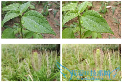 华为p8跟中兴axon天机相比哪款好更加的好?