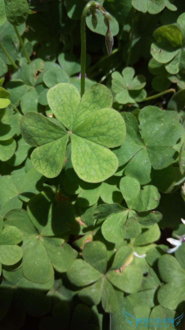 国内定制手机之父青橙VOGAV1,到底是一款怎么样的手机?