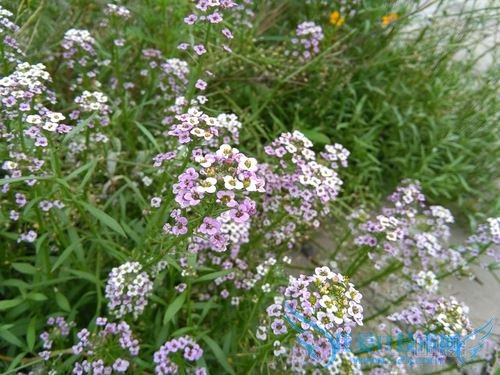 看看华为荣耀4A给了我们哪些惊喜?