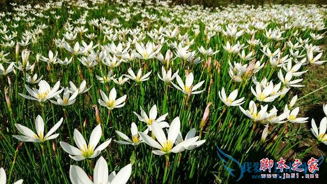 华硕ZenFone2的实拍效果如何?